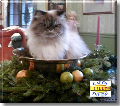 Lilly, the Cat of the Day