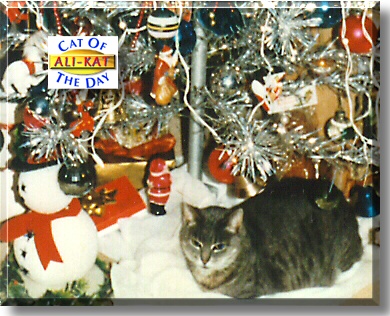 Ali-Kat, the Cat of the Day