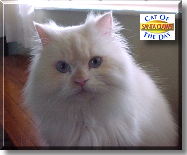 Santa Claws, the Cat of the Day