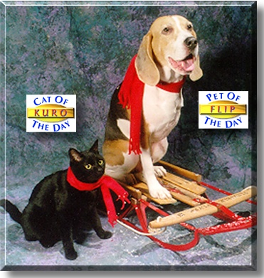 Kuro and Flip, the Cat of the Day