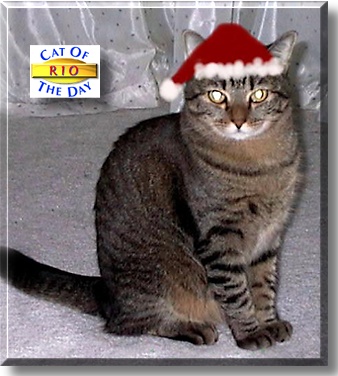 Rio, the Cat of the Day