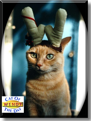 Wendy, the Cat of the Day