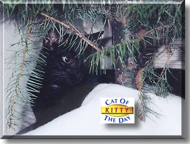 Kitty, the Cat of the Day