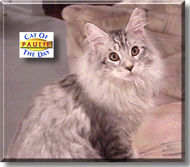 Paulie, the Cat of the Day