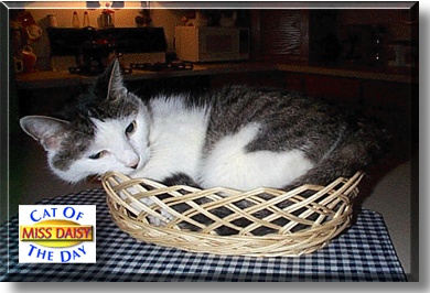 Miss Daisy, the Cat of the Day