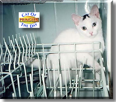 Pringles, the Cat of the Day