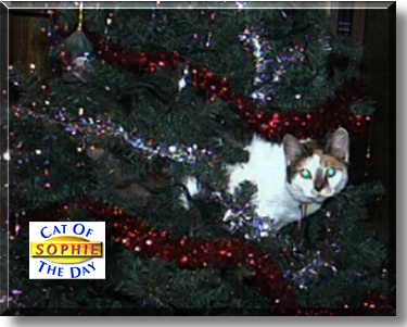 Sophie, the Cat of the Day