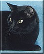 Mr. Midnight