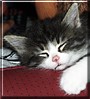 Kisi