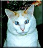 Phantom