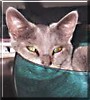Figaro