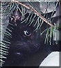 Kitty