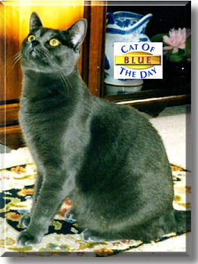 Blue, the Cat of the Day