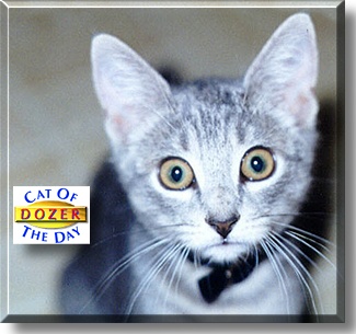 Dozer, the Cat of the Day