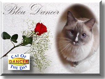 Bleu Dancer, the Cat of the Day