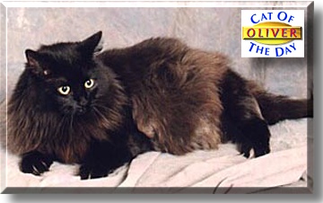 Oliver, the Cat of the Day