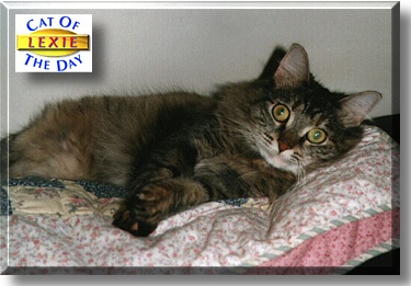 Lexie, the Cat of the Day