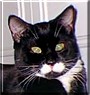 Oreo