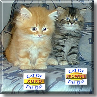 Xuxo, Brownie, the Cat of the Day
