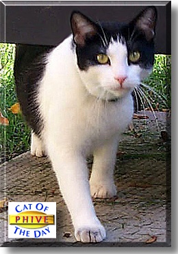 Phive, the Cat of the Day