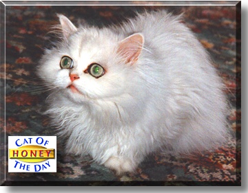 Honey, the Cat of the Day