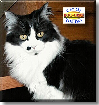 Boo-grrs, the Cat of the Day
