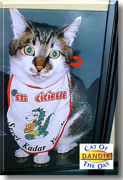 Dandik, the Cat of the Day