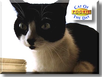 Pookie Bear, the Cat of the Day