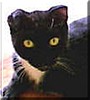 Butchie