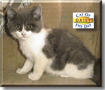 Daisy, the Cat of the Day