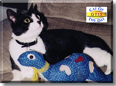 Otis, the Cat of the Day