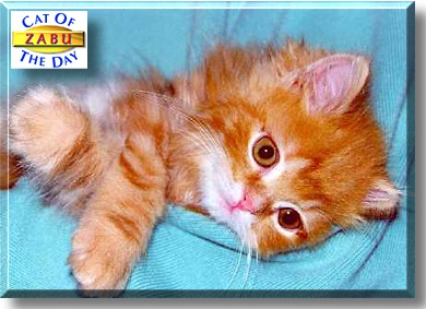 Zabu, the Cat of the Day