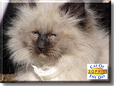Sophie, the Cat of the Day