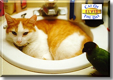 Elvis, the Cat of the Day
