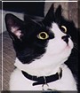 Otis