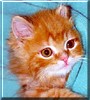 Zabu
