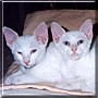 Tica and Teca