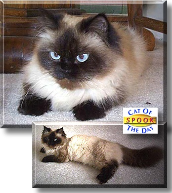 Spook, the Cat of the Day