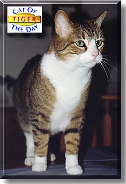 Tiger, the Cat of the Day