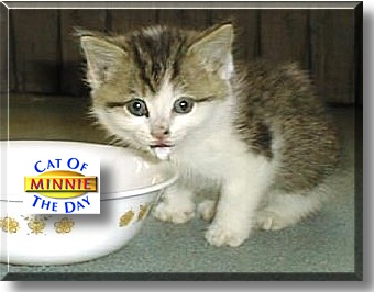 Minnie, the Cat of the Day