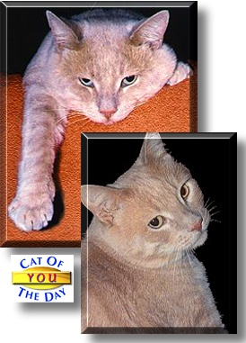 You, the Cat of the Day