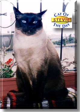Stevie, the Cat of the Day