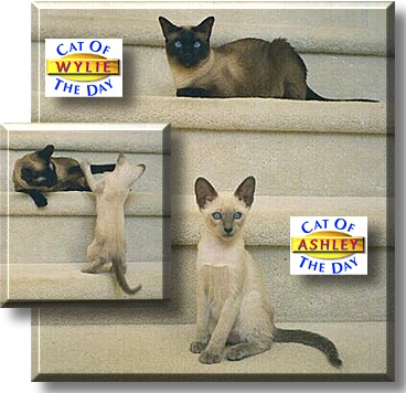 Wylie and Ashley, the Cat of the Day