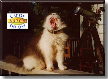 Butch, the Cat of the Day