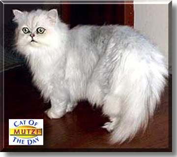 Mutzi, the Cat of the Day