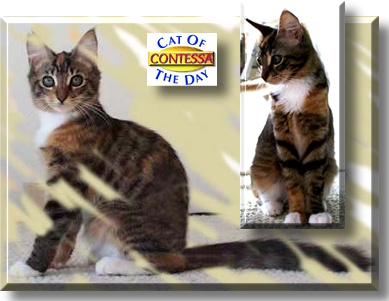 Contessa, the Cat of the Day