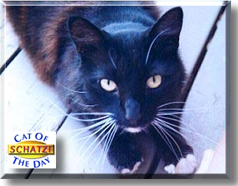 Schatzi, the Cat of the Day