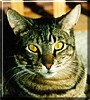 Pixel