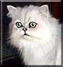 Mutzi
