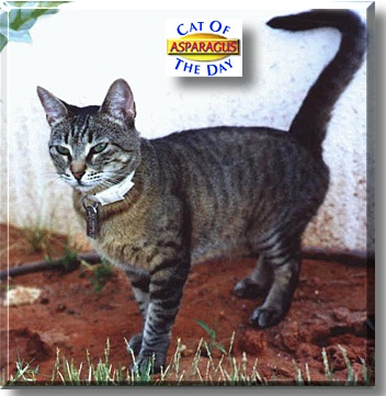 Asparagus, the Cat of the Day